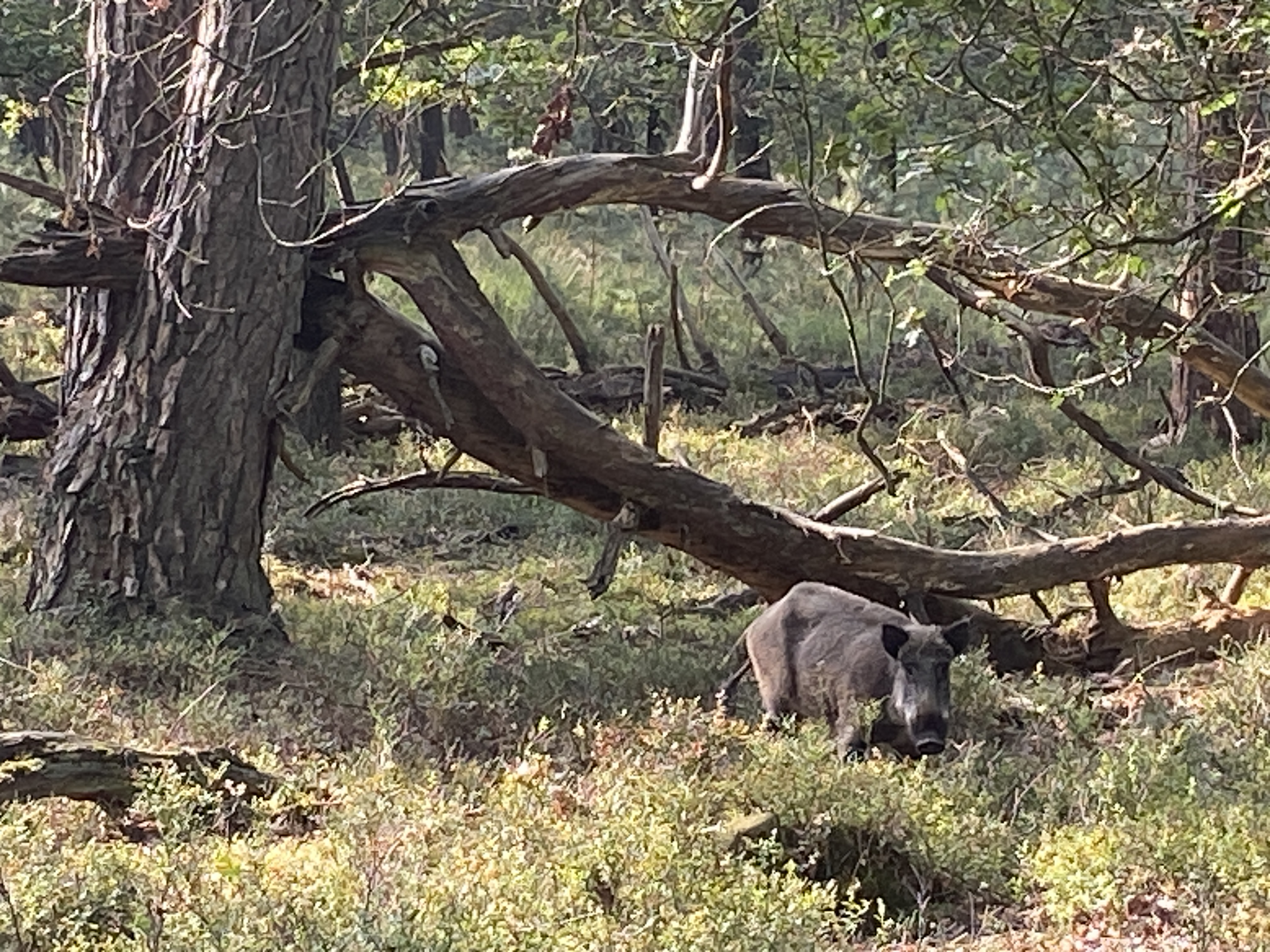 Wildschwein bei Haus Veluwe